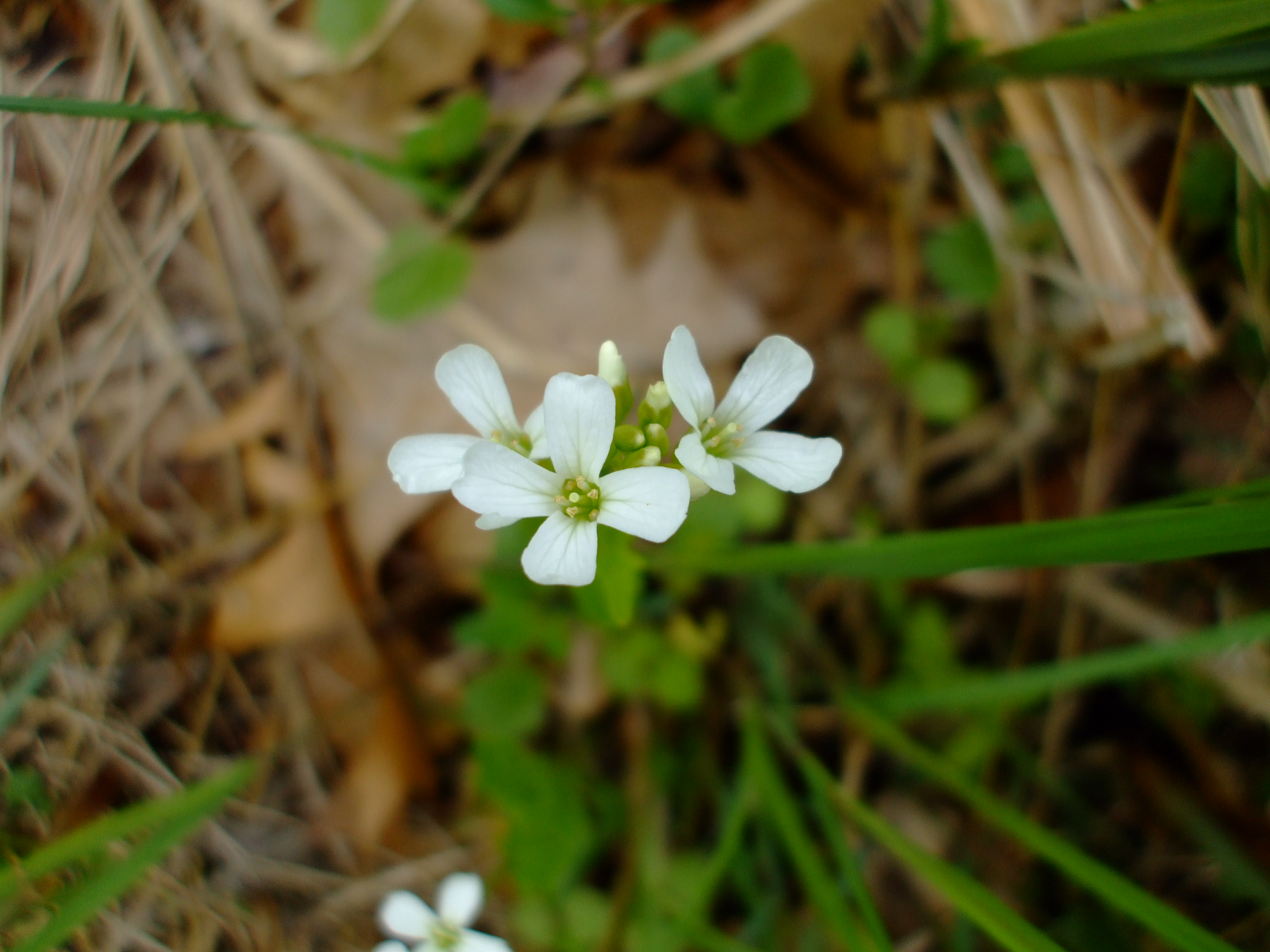 Cardamine bulbosa